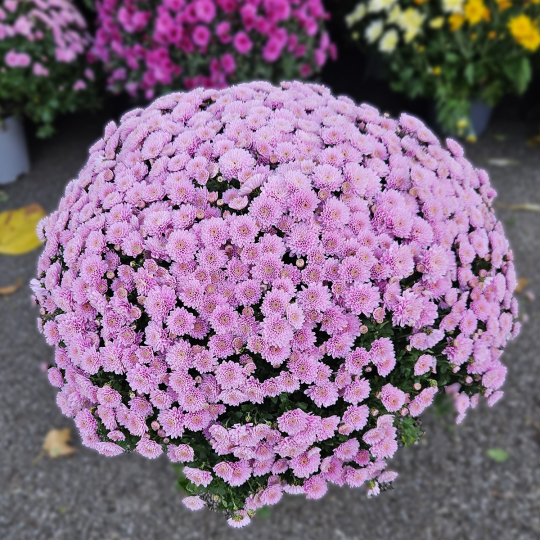 Chrysanthème rose pâle Chrysanthème rose pâle