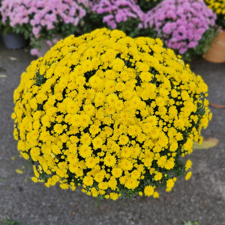 Chrysanthème jaune