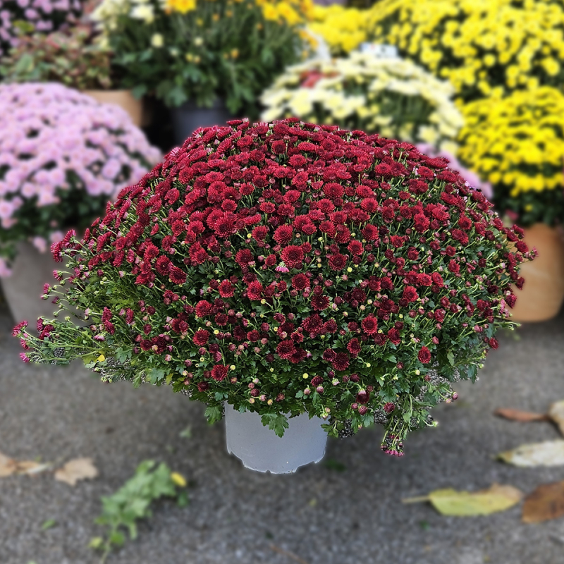 Chrysanthème grenat Chrysanthème grenat