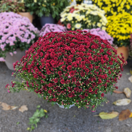 Chrysanthème grenat