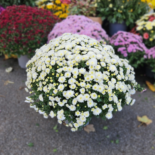 Chrysanthème blanc