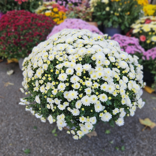 Chrysanthème blanc