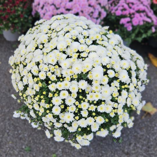 Chrysanthème blanc